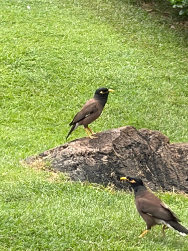 Common Myna