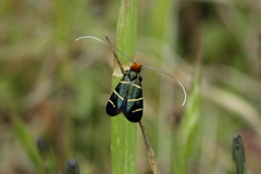 Adela trigrapha