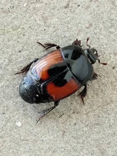 Hister sarcinatus