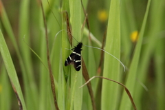 Adela trigrapha