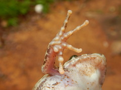 Craugastor augusti cactorum