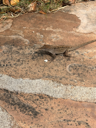 Brown Anole