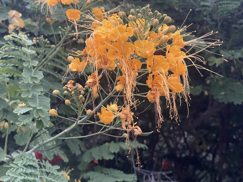 Caesalpinia pulcherrima observed 2024-01-21