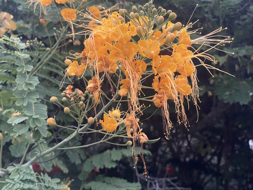 Caesalpinia pulcherrima observed 2024-01-21