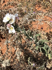 Oenothera engelmannii