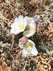 Oenothera engelmannii
