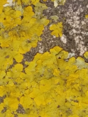 Xanthoria parietina