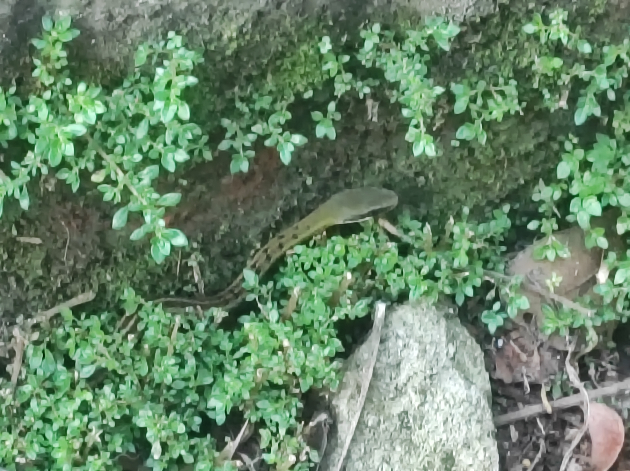 Forest Racer, Dendrophidion bivittatus