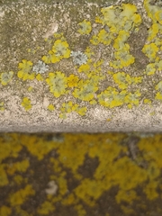 Xanthoria parietina