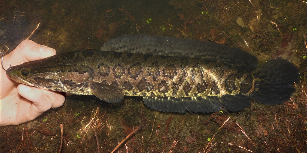 Northern Snakehead