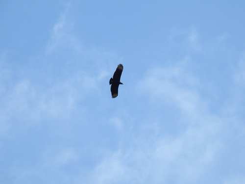 Black Vulture
