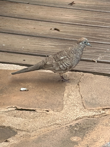 Geopelia striata observed 2026-06-14