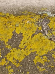 Xanthoria parietina