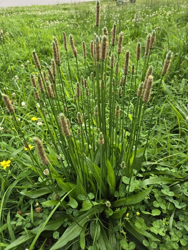 ribwort plantain