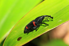 Cactophagus duplocinctus