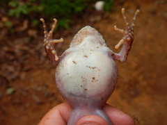 Craugastor augusti cactorum