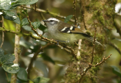 Mecocerculus stictopterus
