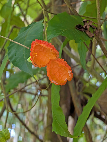 Tabernaemontana heterophylla observed 2026-06-14