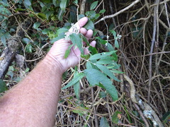 Buddleja auriculata, photograph (c) Shaun Swanepoel, some rights reserved (CC BY)