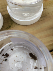Stylogomphus albistylus