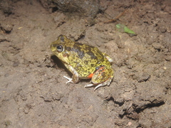 Pleurodema brachyops