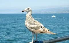 Larus californicus