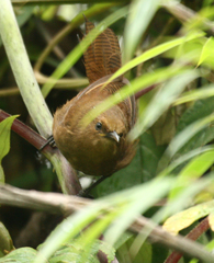 Cinnycerthia olivascens