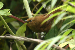 Cinnycerthia olivascens
