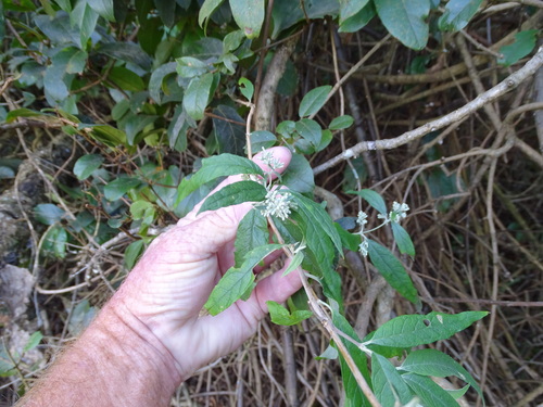 Buddleja auriculata, photograph 1