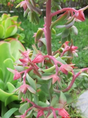 Gibbiflorae