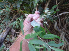 Buddleja auriculata, photograph (c) Shaun Swanepoel, some rights reserved (CC BY)