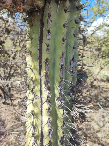 Browningia hertlingiana, photograph 6