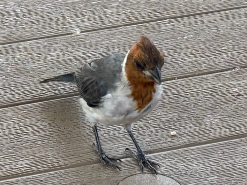 Red-Crested Cardinal