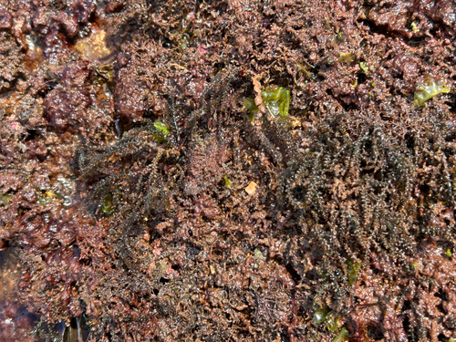 Acanthophora spicifera observed 2026-06-03