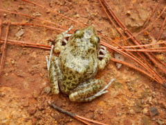 Craugastor augusti cactorum