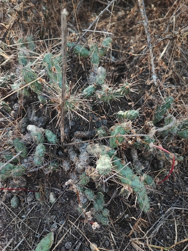Cylindropuntia tunicata, photograph 6