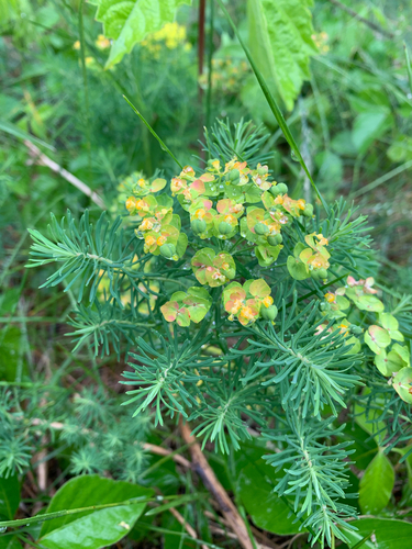 Euphorbia cyparissias observed 2026-06-10