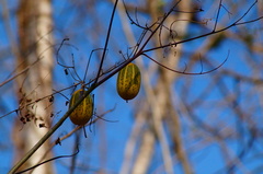 Polyclathra cucumerina