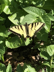 Papilio glaucus