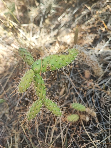 Opuntia pubescens