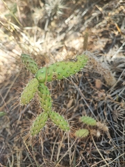 Opuntia pubescens