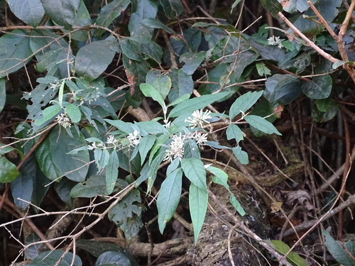 Buddleja auriculata, photograph 3