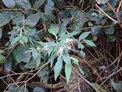 Buddleja auriculata, photograph (c) Shaun Swanepoel, some rights reserved (CC BY)