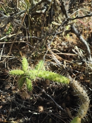 Opuntia pubescens, photograph author not stated, no rights reserved