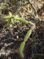 Opuntia pubescens, photograph author not stated, no rights reserved