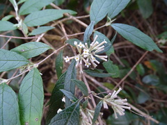 Buddleja auriculata