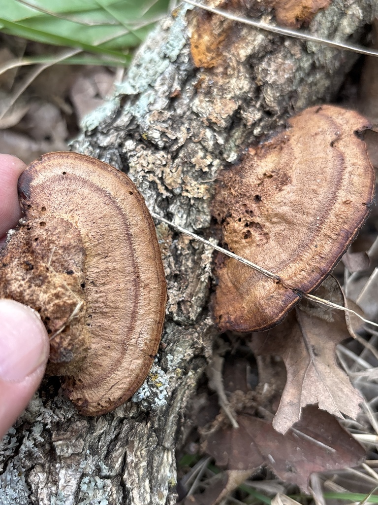 Mustard Yellow Polypore · June 2026 · photo: Photo: (c) Sam Kieschnick, some rights reserved (CC BY) · iNaturalist