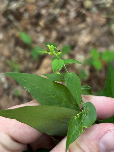 Symphyotrichum shortii, photograph 6