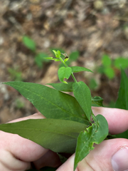 Symphyotrichum shortii, photograph (c) Chris Stahl, some rights reserved (CC BY)