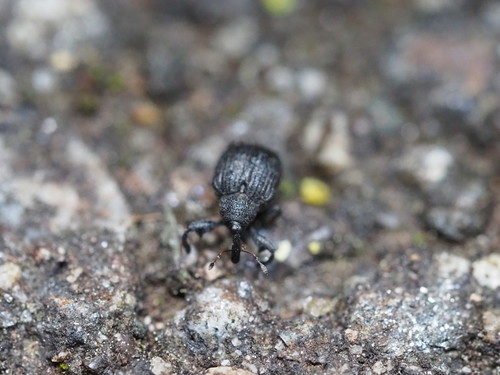 Yellow Poplar Weevil photo 4